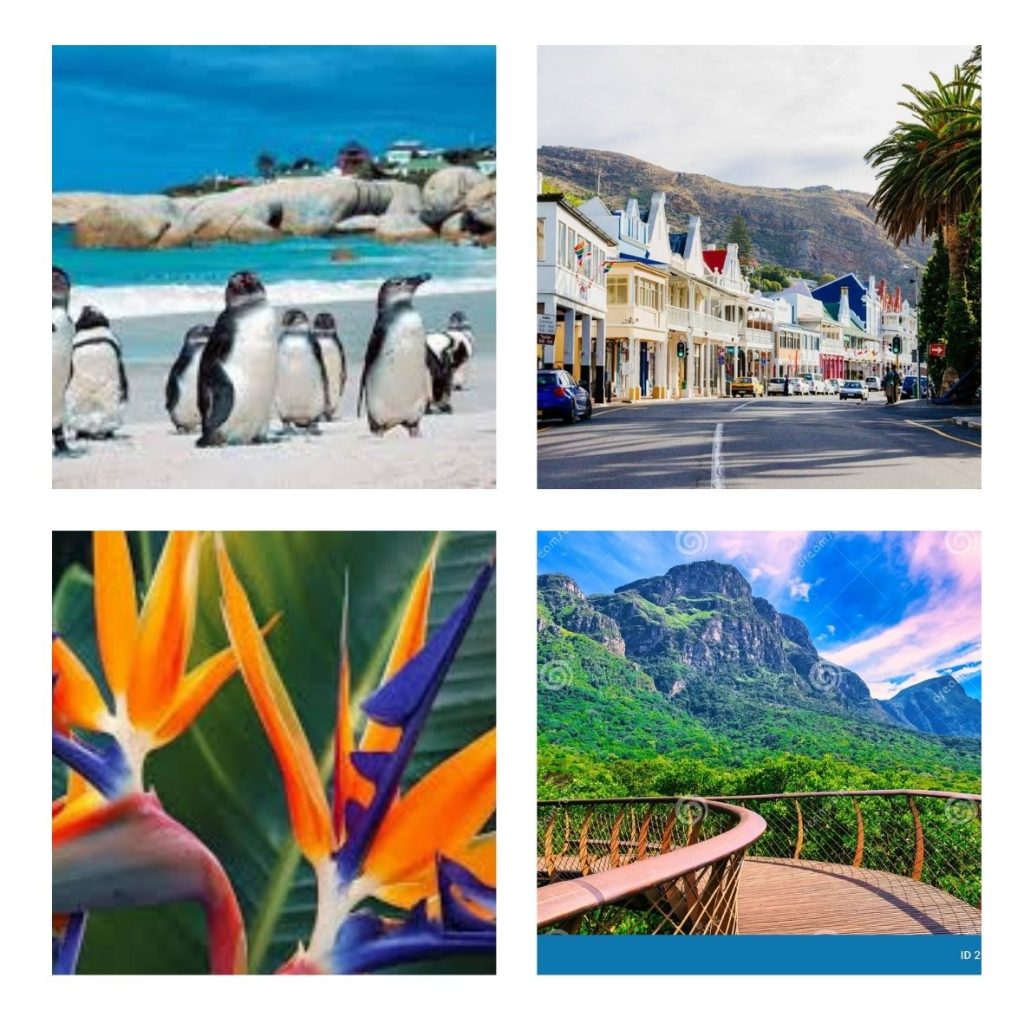 peninsula tour boulders beach kirstenbosch